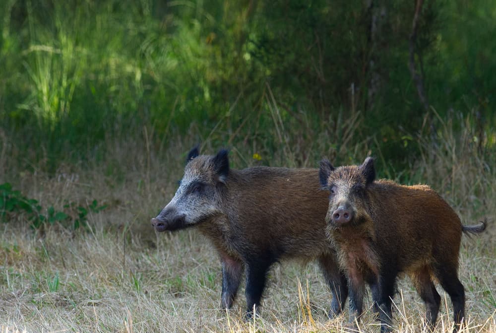 Two wild boars standing in a grassy forest clearing