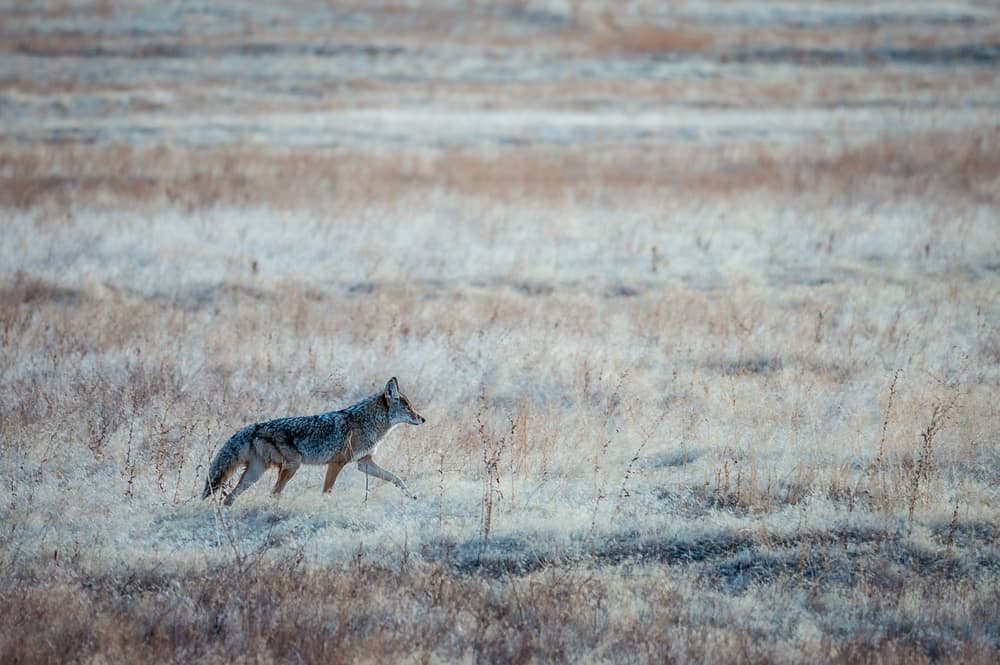 A coyote walking across a dry grassy meadow