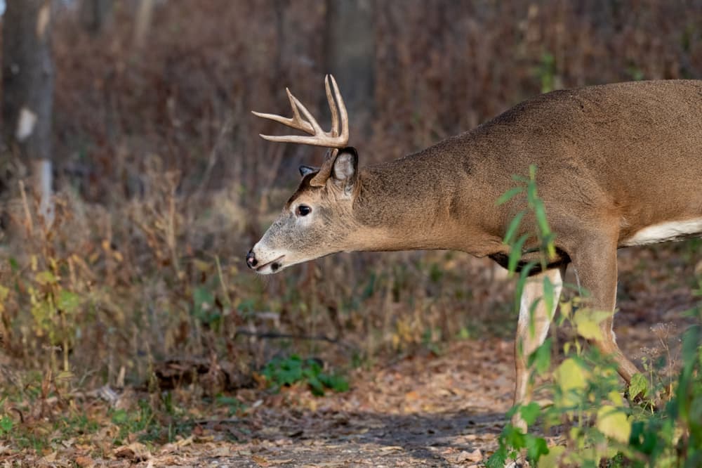 A white-tailed deer buck walking a forest path in autumn