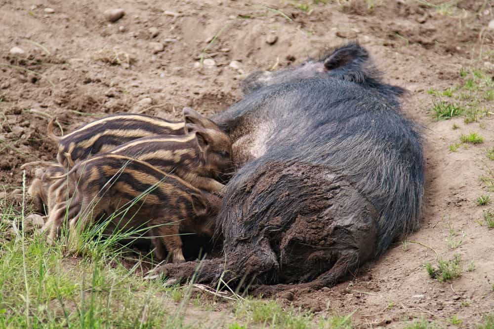Wild boar piglets nursing from their mother