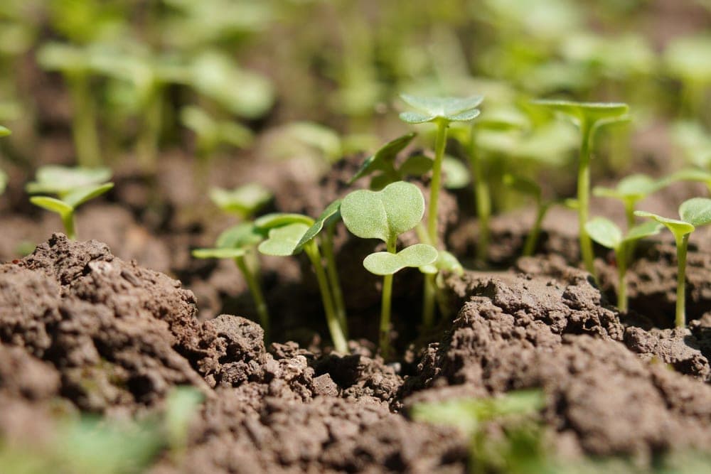Green seedlings emerging from dark soil