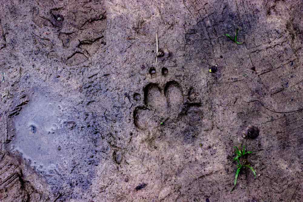 An animal track pressed into mud