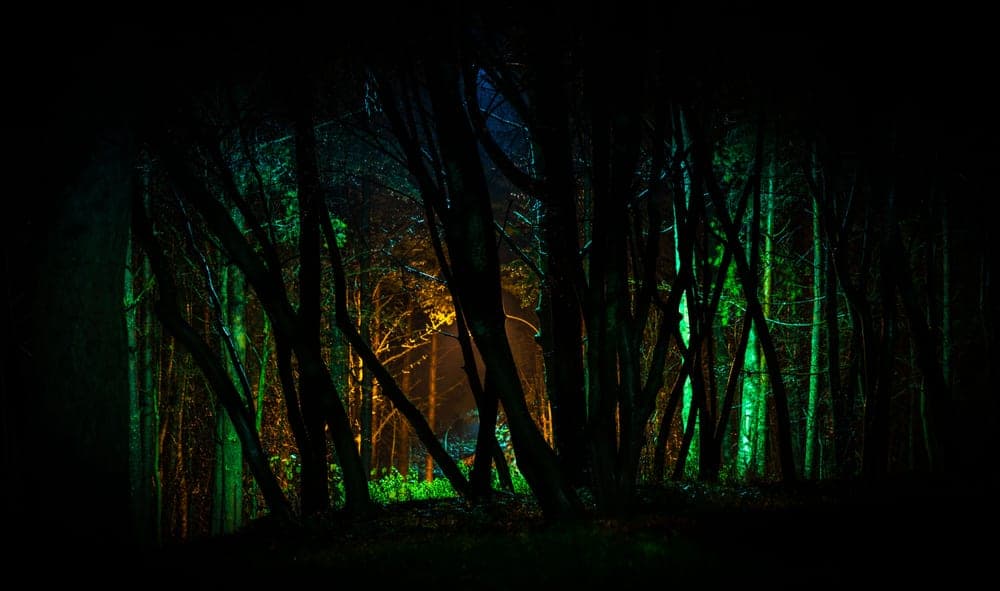 Trees lit with colored light in a forest at night