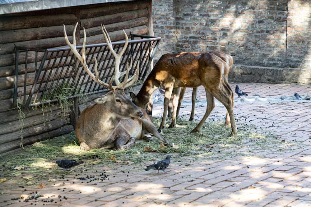 A deer resting on grass near a wooden structure