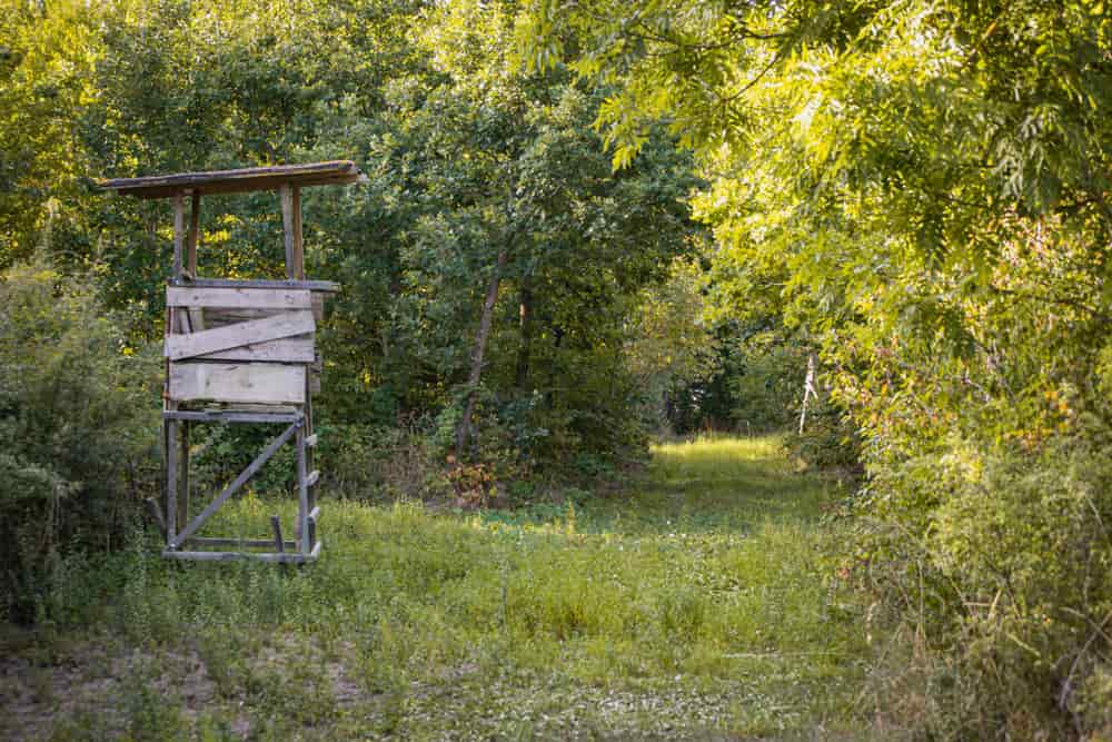 A rustic hunting blind surrounded by dense greenery