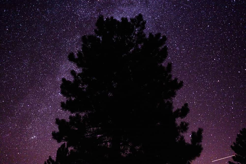 A tree silhouetted under a starry night sky
