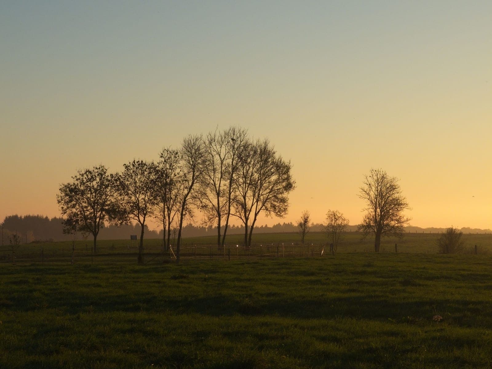 Trees and a fence line across open pasture at sunset