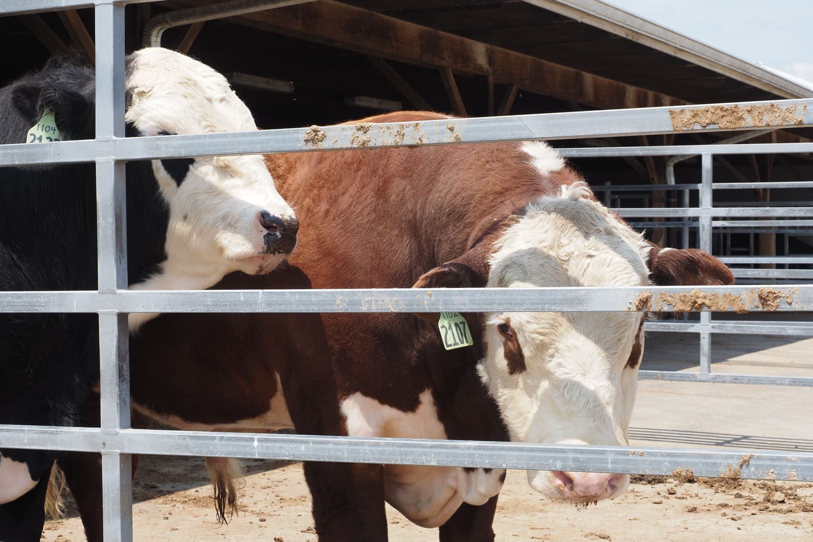 Cattle behind the steel panels of a farm pen